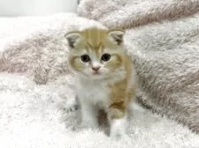 スコティッシュフォールド(折れ耳)【三重県・男の子・2025年3月31日・レッドタビー&ホワイト】の写真8