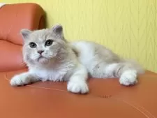 スコティッシュフォールド(折れ耳)【三重県・男の子・2025年2月22日・クリームタビー&ホワイト】の写真8