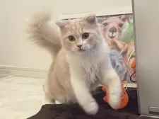 スコティッシュフォールド(折れ耳)【三重県・男の子・2025年2月22日・クリームタビー&ホワイト】の写真9
