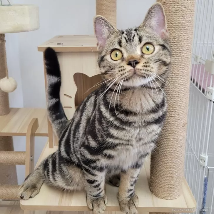 ID：2407-00546の子猫