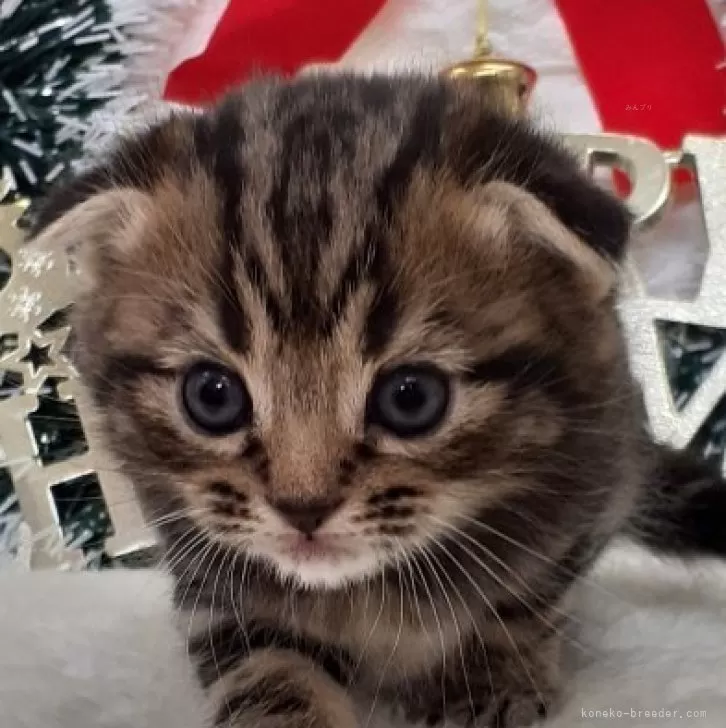 ID:2312-00870の子猫