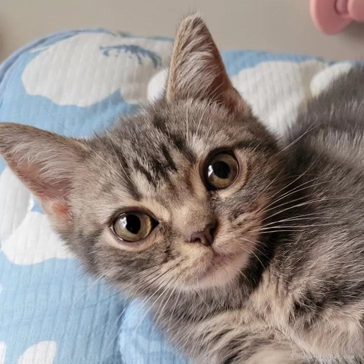 ID:2403-01015の子猫