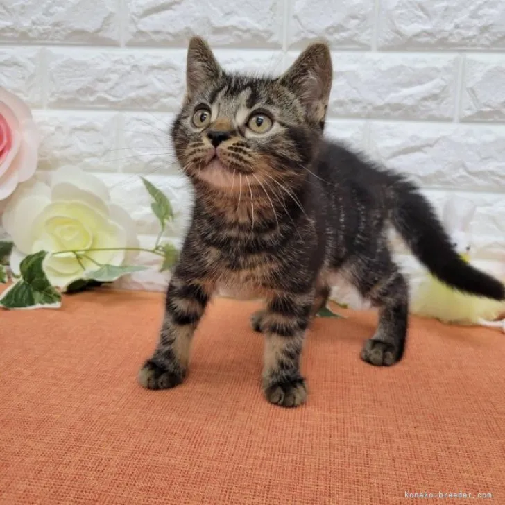 ID：2302-00820の子猫
