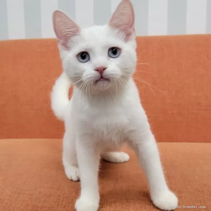 ID:2407-02039の子猫