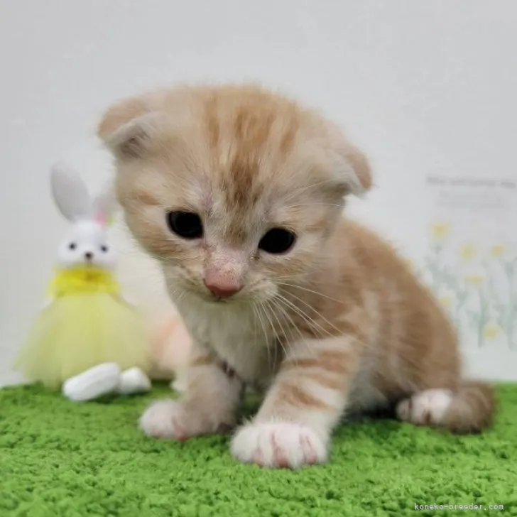 ID：2305-01351の子猫