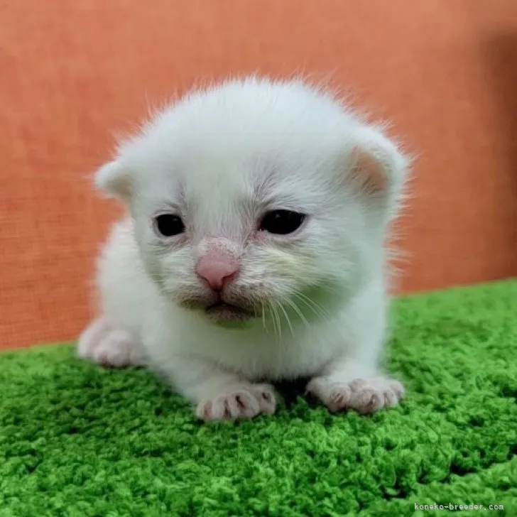 ID：2308-02124の子猫