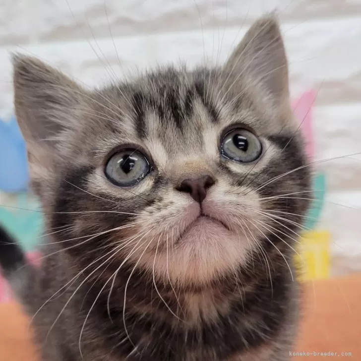 ID:2403-00817の子猫