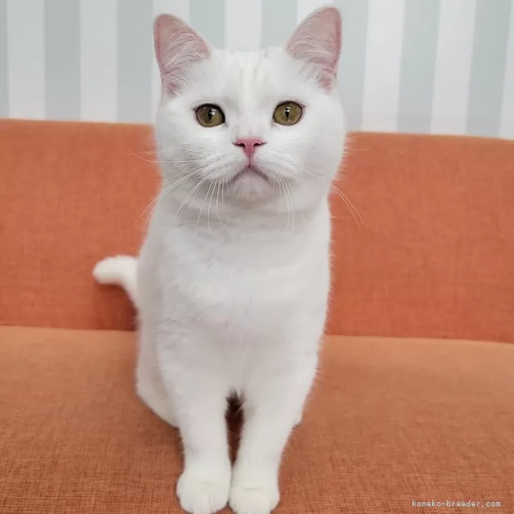 ID:2408-03078の子猫