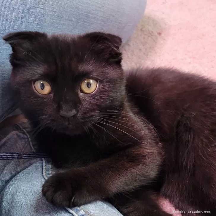 ID：2405-03911の子猫