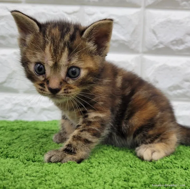 ID：2307-03452の子猫