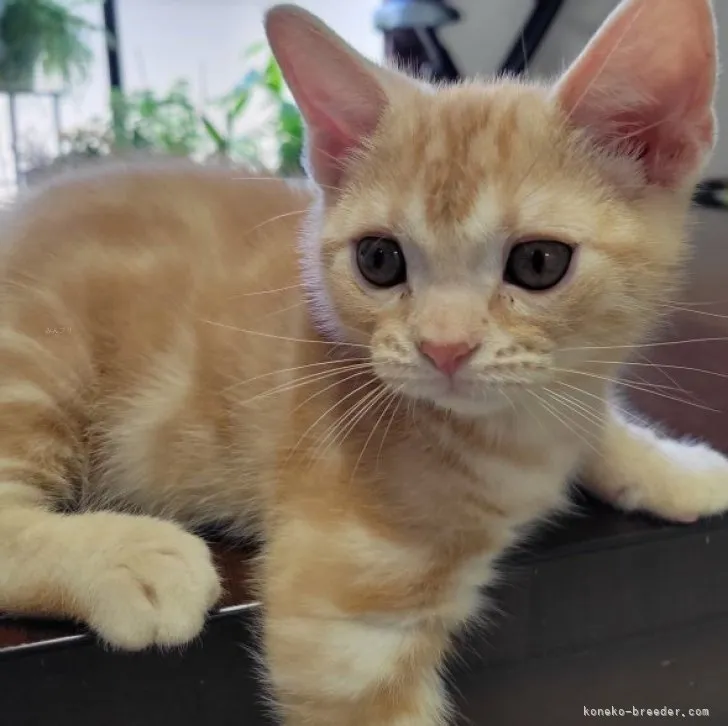 ID：2307-03449の子猫