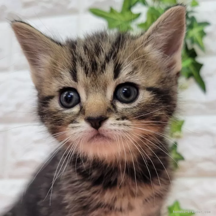 ID:2403-02895の子猫