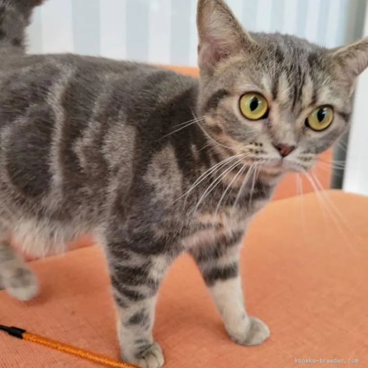 ID:2212-00926の子猫