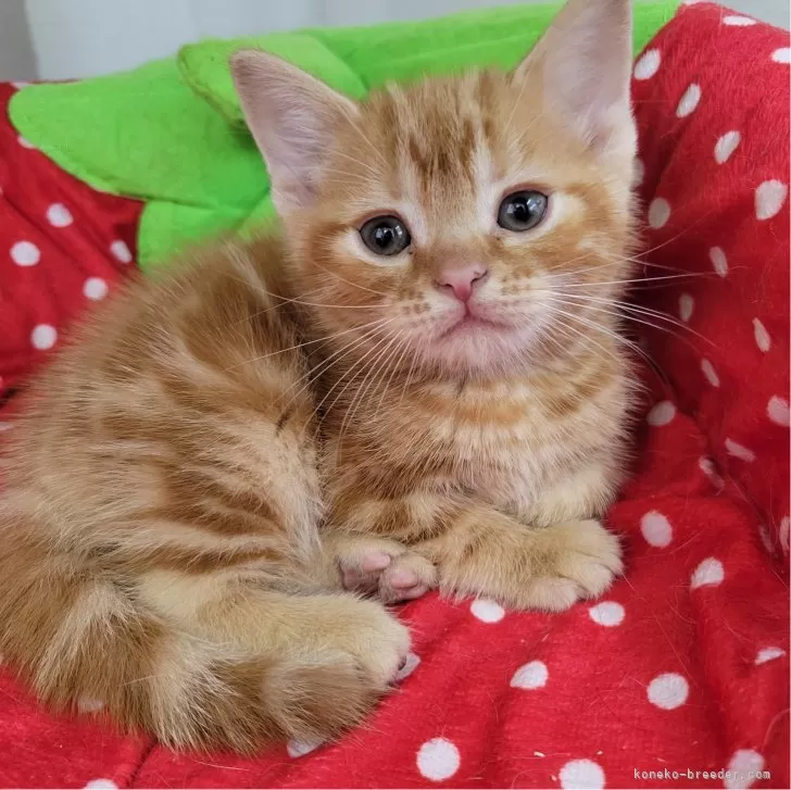 ID:2410-03084の子猫