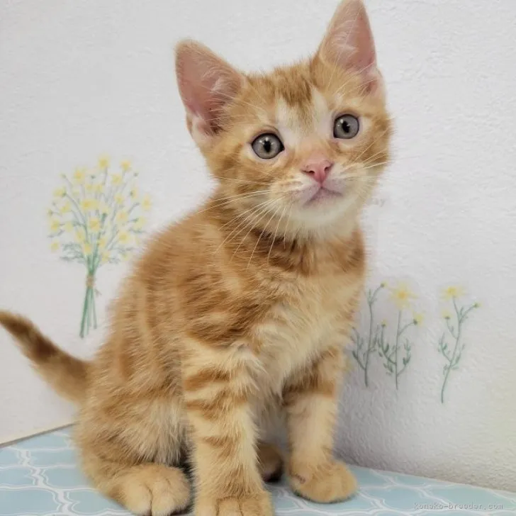 ID：2307-03453の子猫