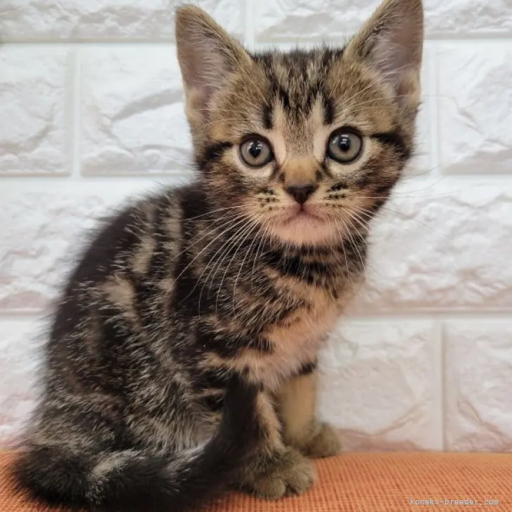ID：2309-02169の子猫