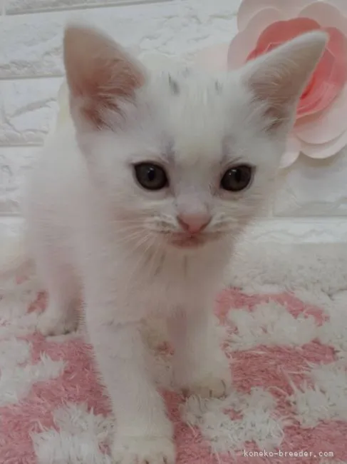 ID:2204-01425の子猫