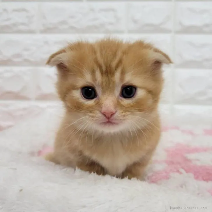 ID:2211-02456の子猫