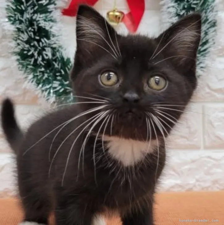 ID:2311-00903の子猫