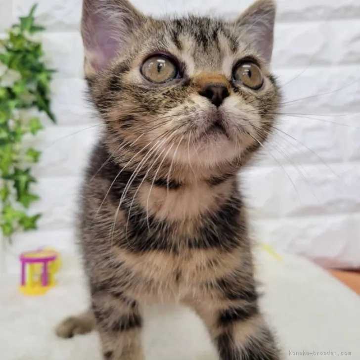 ID：2309-00232の子猫