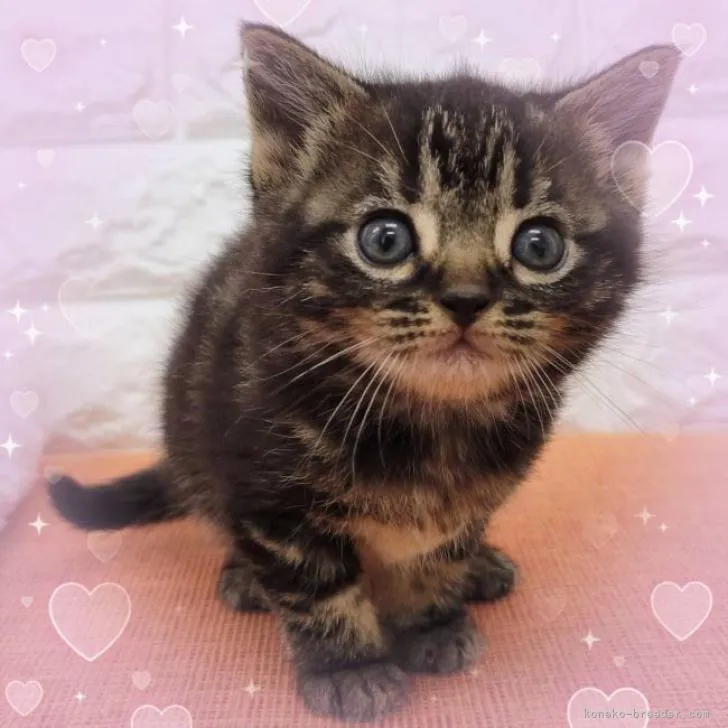 ID:2211-00844の子猫