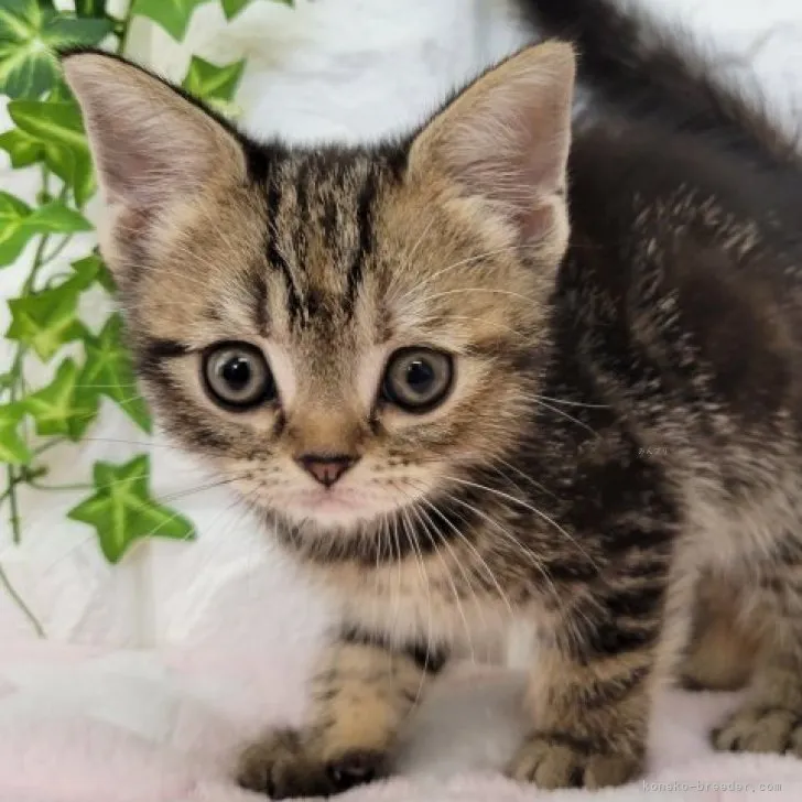 ID:2309-02430の子猫