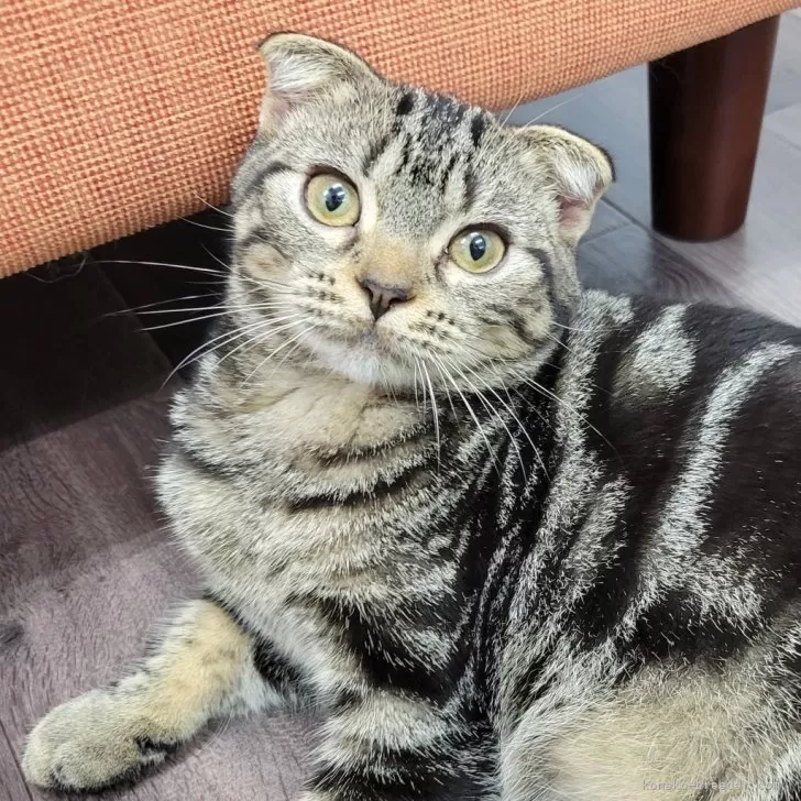ID：2405-02853の子猫