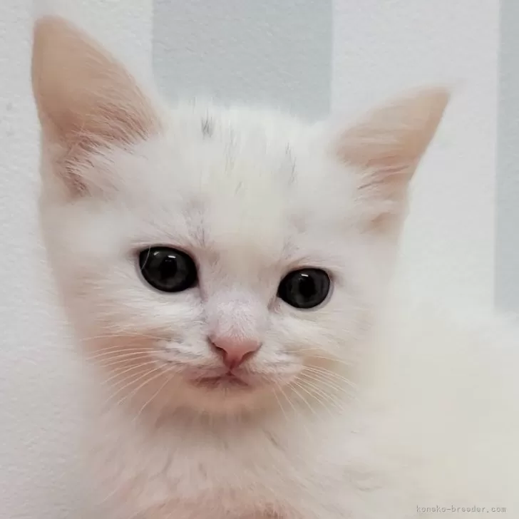 ID：2402-00418の子猫