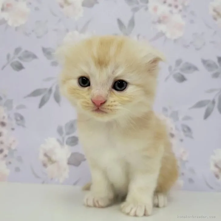 ID:2305-01354の子猫