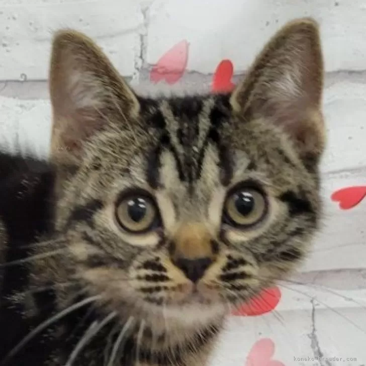 ID:2401-01455の子猫