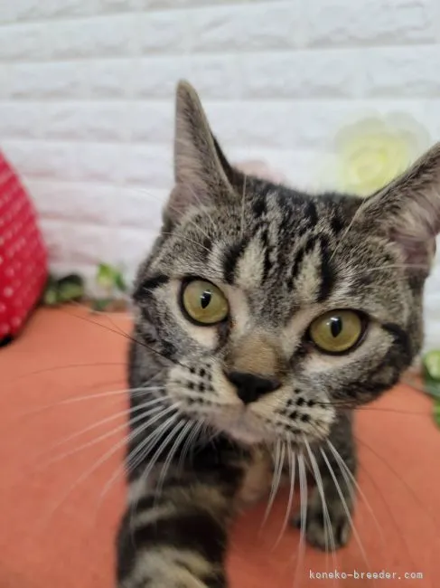 ID：2205-03080の子猫