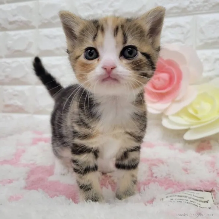 ID：2304-02604の子猫