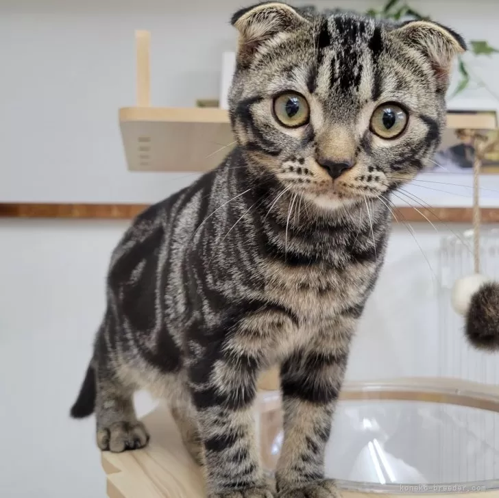 ID：2405-02857の子猫