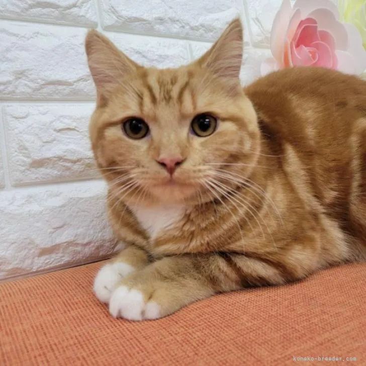 ID:2204-01421の子猫