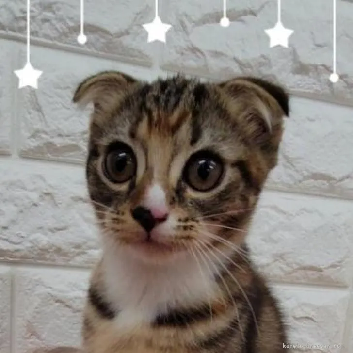 ID:2208-00055の子猫