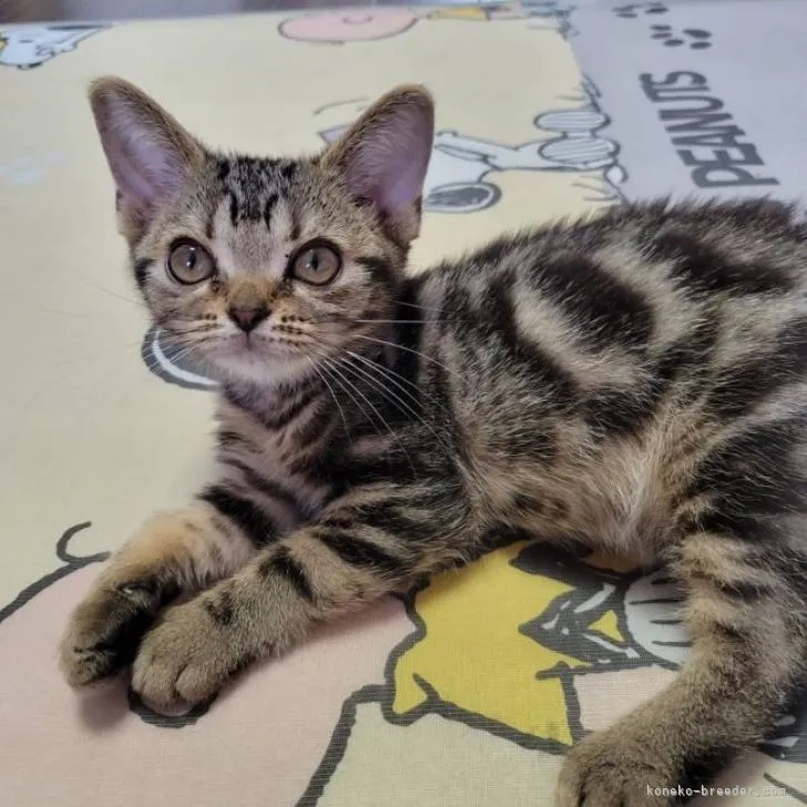 ID：2208-00047の子猫