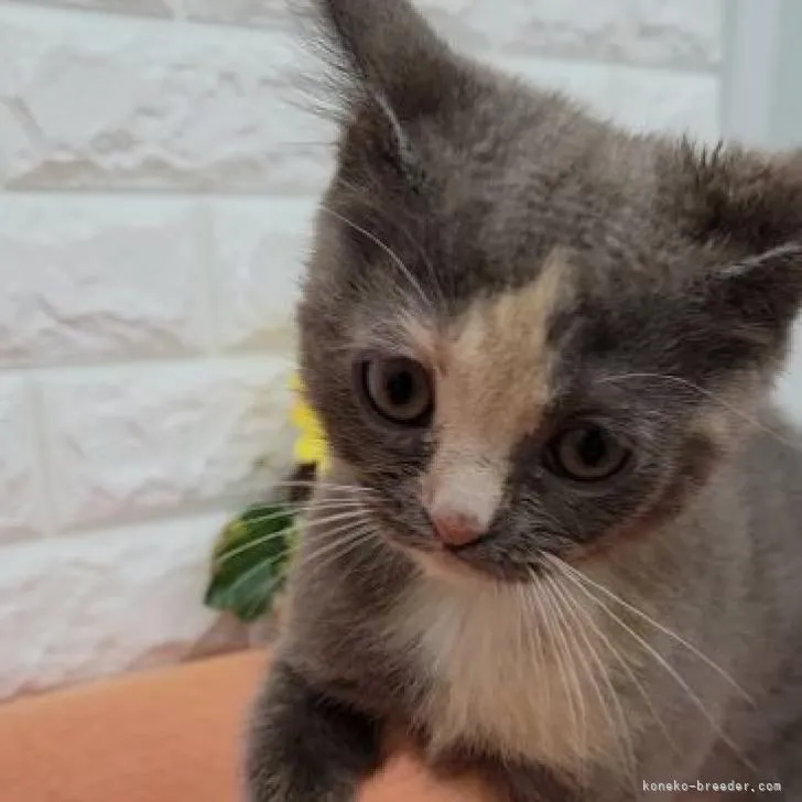 ID:2205-03093の子猫