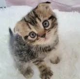 スコティッシュフォールド(折れ耳)【大阪府・女の子・2024年9月11日・ブラウンタビー】の写真1