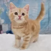 スコティッシュフォールド(立ち耳)【大阪府・男の子・2024年8月2日・レッドタビー】の写真2