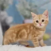 スコティッシュフォールド(立ち耳)【大阪府・男の子・2024年8月2日・レッドタビー】の写真3