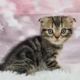 スコティッシュフォールド(折れ耳)【大阪府・女の子・2024年9月11日・ブラウンタビー】の写真3