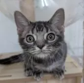 アメリカンショートヘア【大阪府・男の子・2025年5月11日・ブルータビー】の写真12