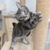 アメリカンショートヘア【大阪府・男の子・2025年5月11日・ブルータビー】の写真11