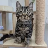 アメリカンショートヘア【大阪府・男の子・2025年7月4日・ブラウンタビー】の写真2