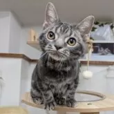 アメリカンショートヘア【大阪府・男の子・2025年5月11日・ブルータビー】の写真4