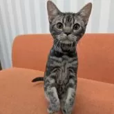 アメリカンショートヘア【大阪府・男の子・2025年4月26日・ブルータビー】の写真2