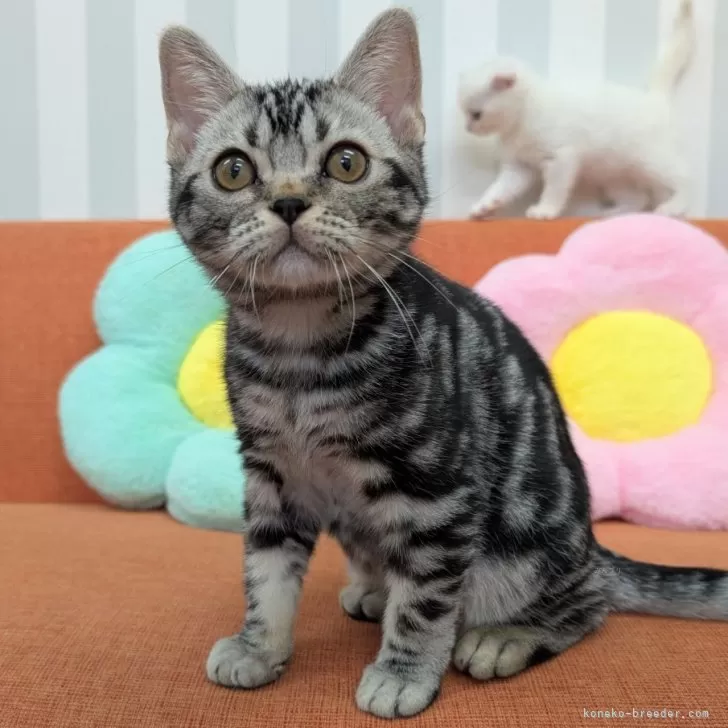 ID:2501-01451の子猫