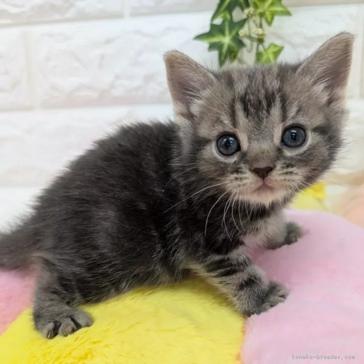 ID:2503-02858の子猫