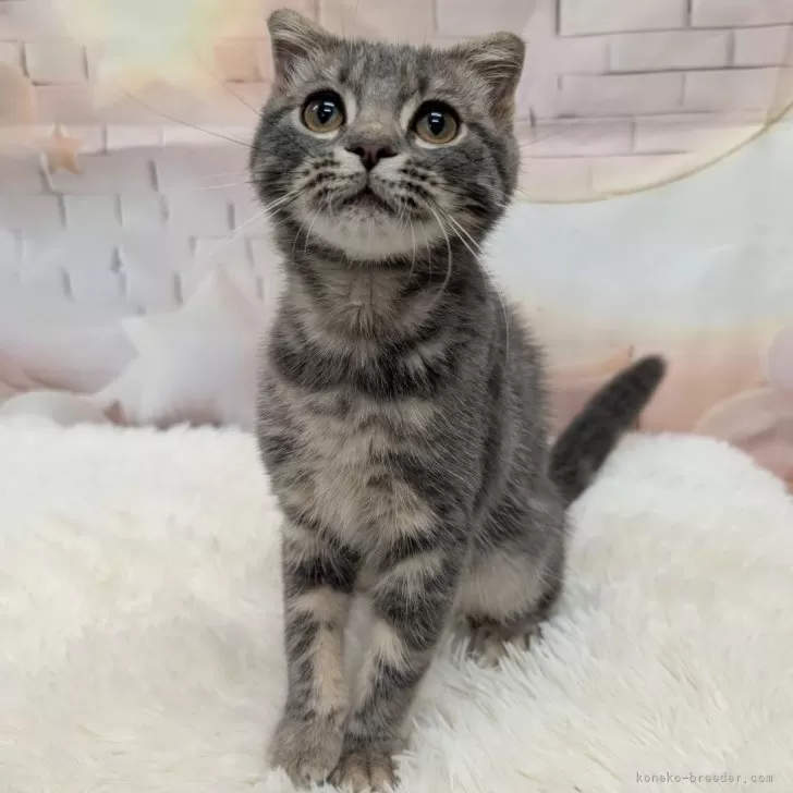 ID：2504-00299の子猫