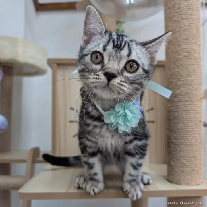 みぃ 様のお迎えした子猫